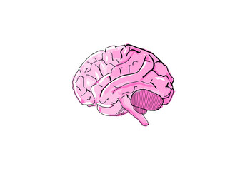 A pink illustrated human brain on a white background, displaying a sketch-like graphic style, concept of intelligence and cognition