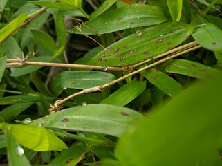 Macro photo of Bamboo leaves