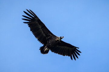 Black vulture in its natural environment.