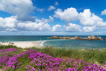 Un parterre de fleurs violettes fleurit au milieu des dunes, faisant face à une étendue de plage...