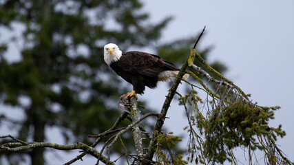Majestic bald eagle perched on a tree branch, making eye contact with the camera. Cowichan Estuary