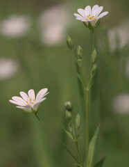 Stitchwort