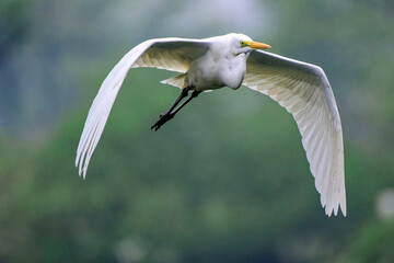 Intermediate Egret flying over Bharatpur, Rajasthan, India.
