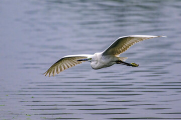 Majestic Egret gracefully soars above the tranquil waters, gliding near the lush forest shore