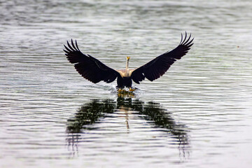 Majestic white Oriental Darter with outstretched wings catching a fish