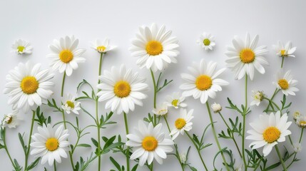 A harmonious pattern of fresh white daisies with green stems and leaves against a pure white background