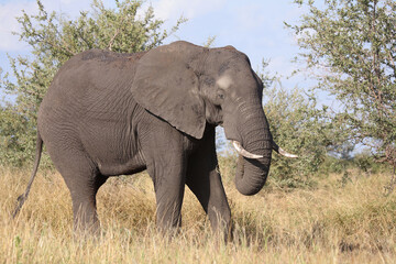 Obraz premium Afrikanischer Elefant / African elephant / Loxodonta africana