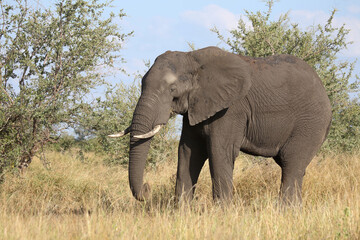 Obraz premium Afrikanischer Elefant / African elephant / Loxodonta africana