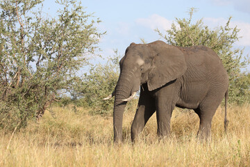 Fototapeta premium Afrikanischer Elefant / African elephant / Loxodonta africana