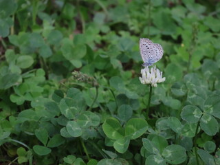 シロツメグサの花に止まるヤマトシジミ