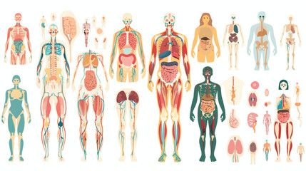 Anatomy of human body and its internal structures.