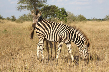 Steppenzebra / Burchell's zebra / Equus quagga burchellii.
