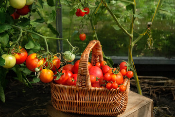 basket with Fresh red ripe tomatoes in greenhouse, natural background. Fresh picking tomatoes. gardening vegetable harvest season. cultivation of useful healthy Organic vegetables.