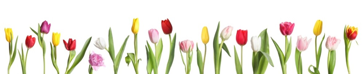 Beautiful colorful tulips isolated on white, set