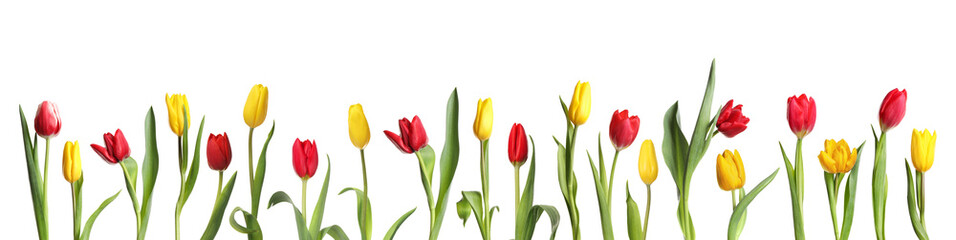 Beautiful colorful tulips isolated on white, set