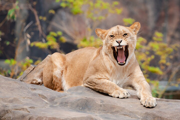 Fierce lioness perched on rocks