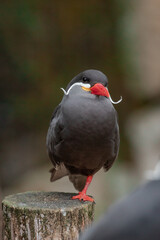 Obraz premium Black bird with red legs and white beak perched atop tree