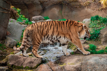 Tiger strolling near water and trees on rocky terrain