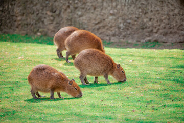 Adorable brown creatures grazing on grass in a lush green field