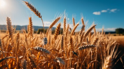 Obraz premium Close up of golden wheat ears in sunlit field with a clear blue sky in the background