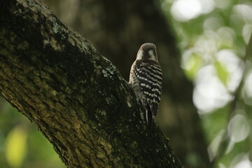 木にとまる少し成長した1匹のコゲラの幼鳥