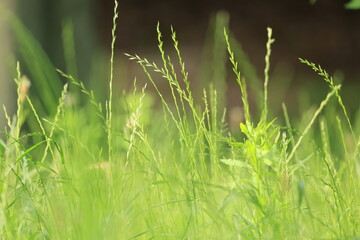 地面に生えるネズミホソムギの穂