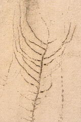 detailed view of vine marks left on textured plaster wall