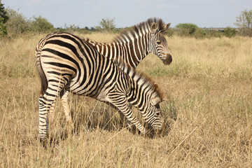 Steppenzebra / Burchell's zebra / Equus quagga burchellii.