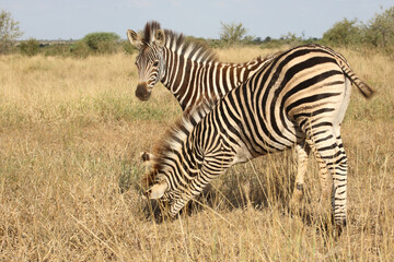 Fototapeta premium Steppenzebra / Burchell's zebra / Equus quagga burchellii.