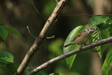 葉のついた木にとまる少し成長したスズメの幼鳥