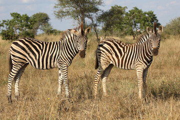 Steppenzebra / Burchell's zebra / Equus quagga burchellii.