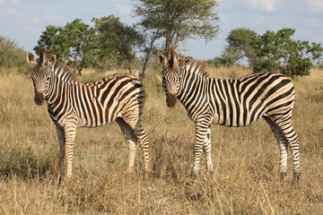 Steppenzebra / Burchell's zebra / Equus quagga burchellii.