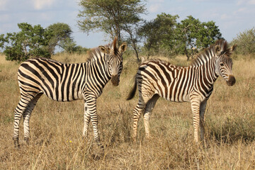 Fototapeta na wymiar Steppenzebra / Burchell's zebra / Equus quagga burchellii.