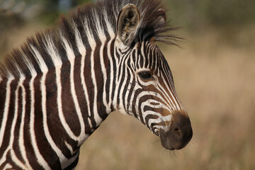 Steppenzebra / Burchell's zebra / Equus quagga burchellii.