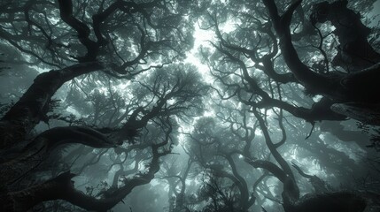 The photo shows a dark and mysterious forest with tall trees and a thick canopy