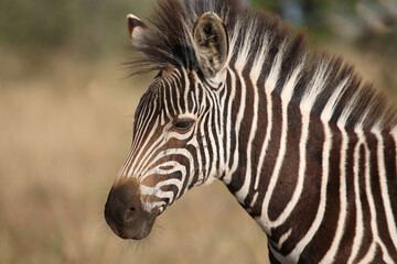 Steppenzebra / Burchell's zebra / Equus quagga burchellii.