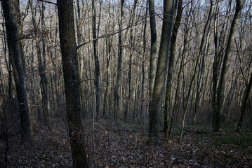 In the forest among tree trunks, lights and shadows