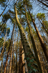 Ivy growing on the trunk of a tall tree. lights and shadows in the forest in Nera Beusnita National Park