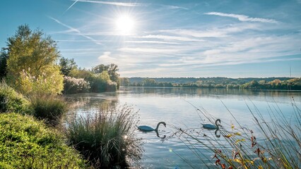 Flock of elegant swans gracefully gliding on a serene water surface, Cergy, France