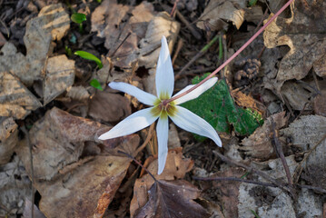 Erythronium dens-canis, the dog's tooth violet or dogtooth violet in Nera Beusnita National Park landscape