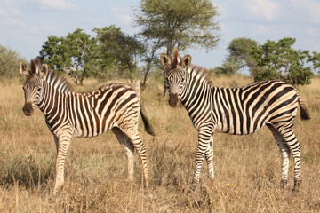 Steppenzebra / Burchell's zebra / Equus quagga burchellii.