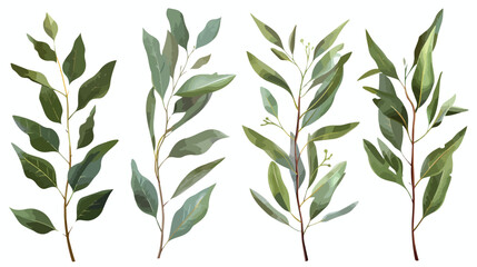 Eucalyptus gunnii branches realistic vector illustration