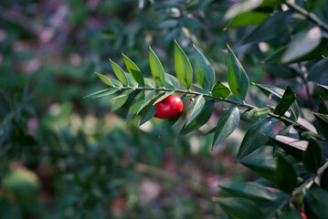 Ruscus aculeatus, known as butcher's-broom