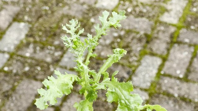Close-up of Common Groundsel (Senecio vulgaris) Plant with Jagged Leaves Growing on Moss-Covered Paving Stones