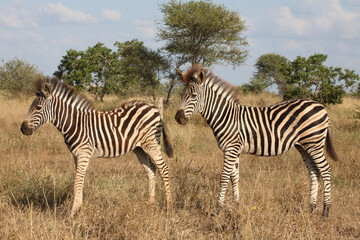 Steppenzebra / Burchell's zebra / Equus quagga burchellii.