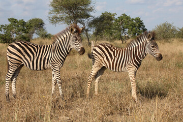 Steppenzebra / Burchell's zebra / Equus quagga burchellii.