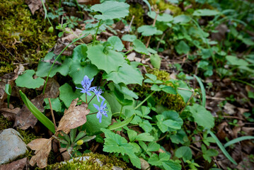Scilla bifolia, the alpine squill or two-leaf squill in Nera Beusnita National Park