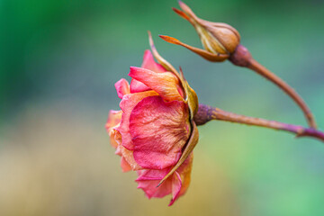 an image of a flower blooming on a branch at sunset