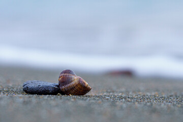 Seashell resting on sandy beach near the tranquil ocean waters