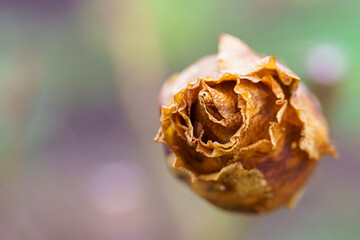 dried rose bud with an extreme closeup of the petals